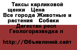 Таксы карликовой щенки › Цена ­ 20 000 - Все города Животные и растения » Собаки   . Дагестан респ.,Геологоразведка п.